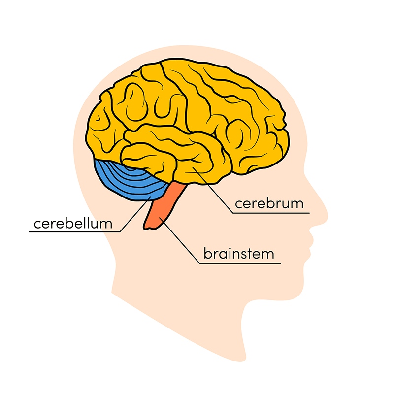 Human Brain