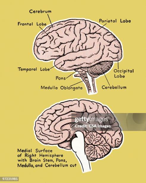 parts of the human brain